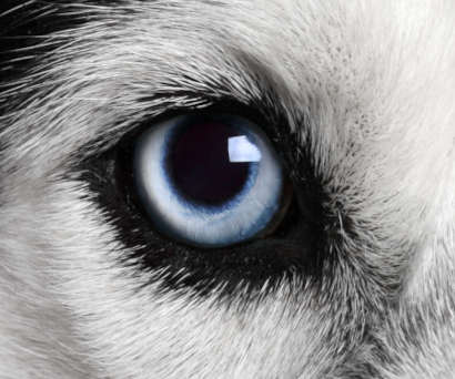 7 Eye Colors in Dogs [Color Chart]: Our Eye Specialist Explains