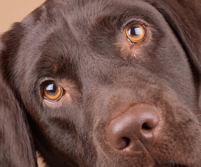 Amber Eyes In Dogs