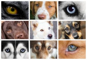 7 Eye Colors in Dogs [Color Chart]: Our Eye Specialist Explains