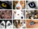 header image showing collage of 9 pictures of eye colors in dogs