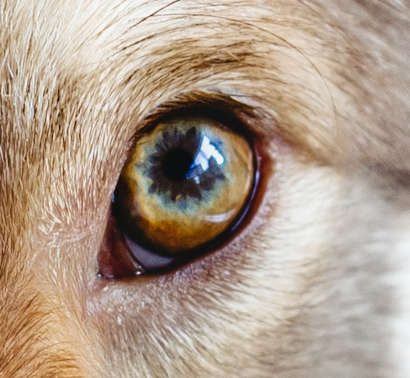 Closeup picture of a dog with light brown eye.