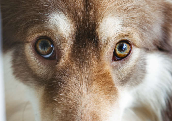 Dog with light brown eyes.