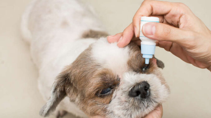 dog getting eye drops in left eye