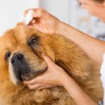 vet putting eye drops on dog