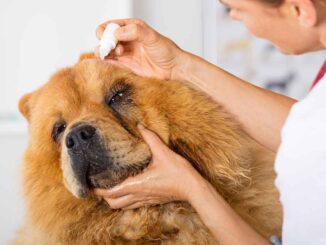 vet putting eye drops on dog