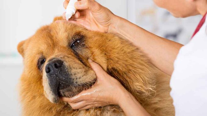 vet putting eye drops on dog