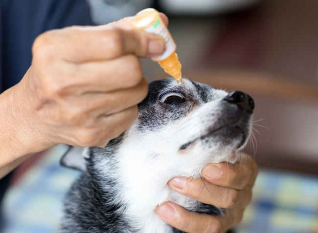 woman applying antibiotics eye drops on a dog