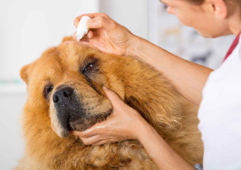 vet putting eye drops on dog