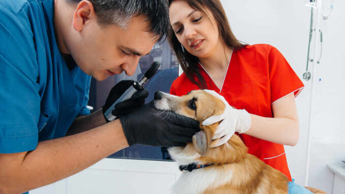 can you get eye infections from dogs