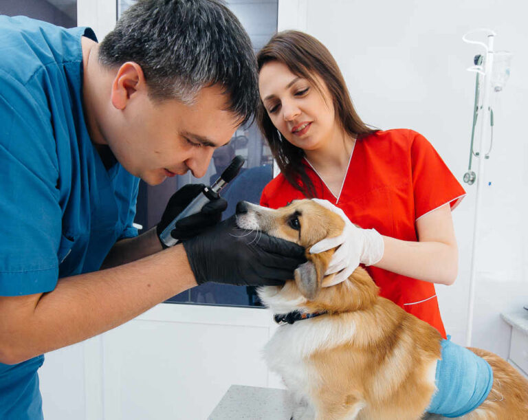14 Pictures of Dog Eye Infections [With Vet Advice]