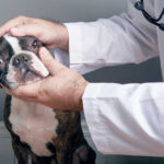 9 Lumps Often Found on Dog’s Eyes [Photo Gallery]