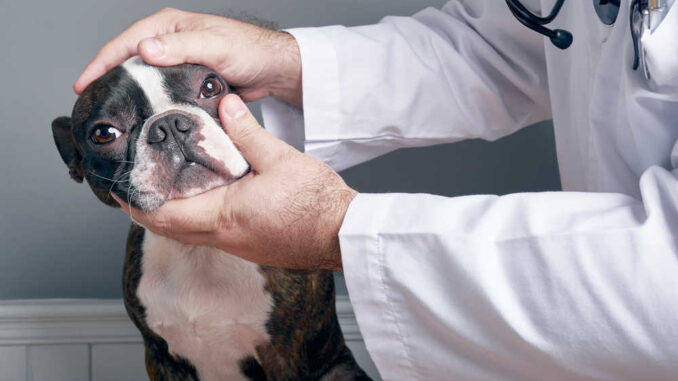 Veterinarian examining eyes of dog boston terrier