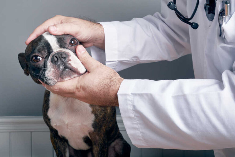 9 Lumps Often Found on Dog’s Eyes [Photo Gallery]