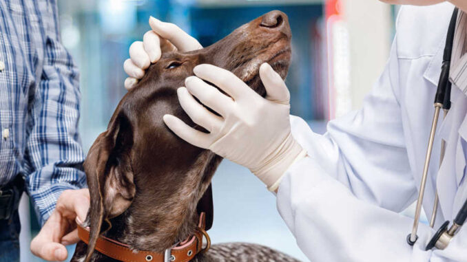 eye exam at the vet