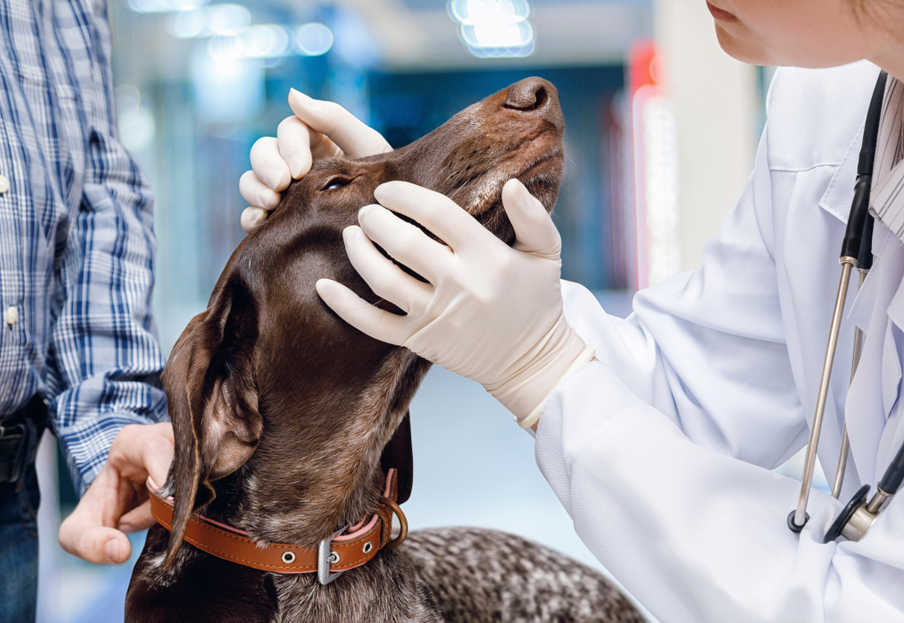 eye exam at the vet