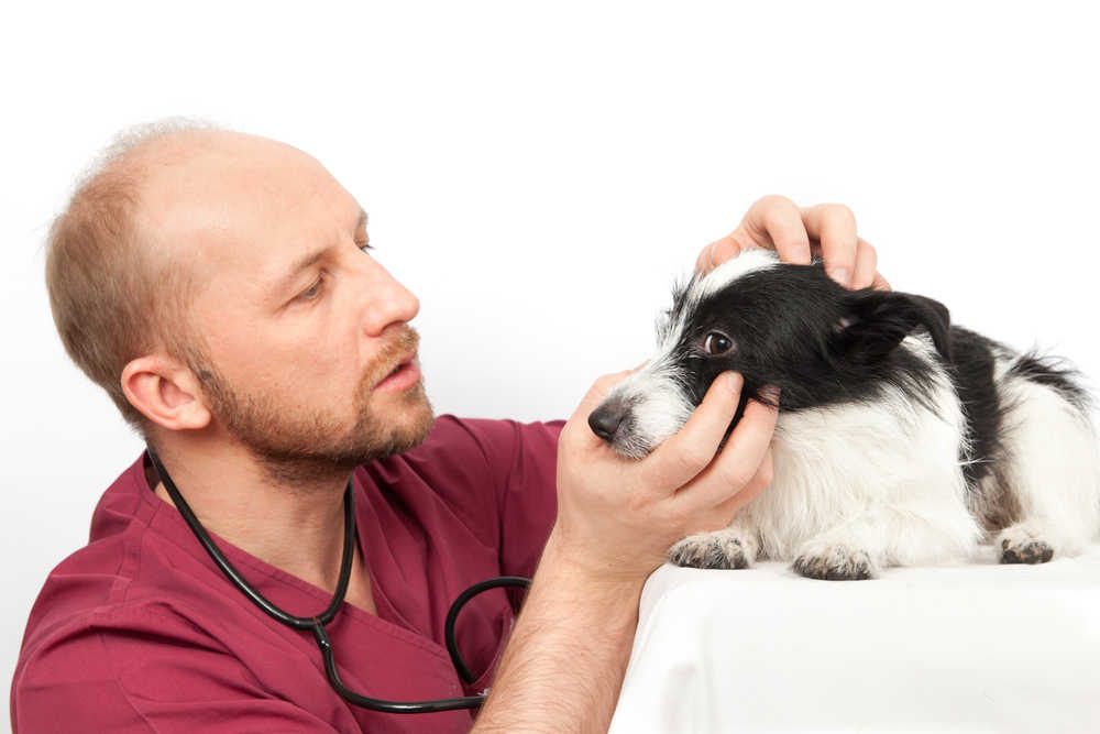 inspecting a bump on a dog's eye