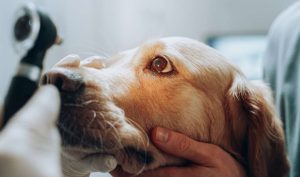 golden retriever eye exam at the vet