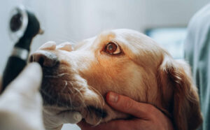6 Eye Issues in Golden Retrievers: Our Eye Expert Explains