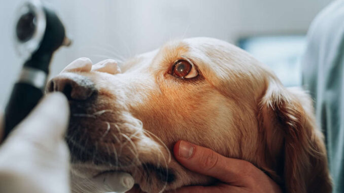 golden retriever eye exam at the vet