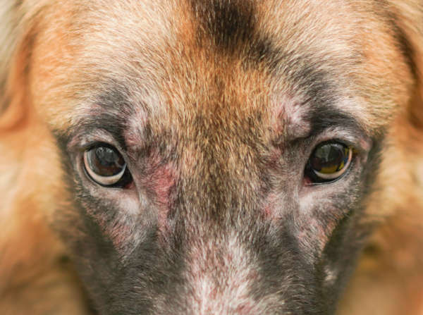 Dog losing hair shop around eyes treatment