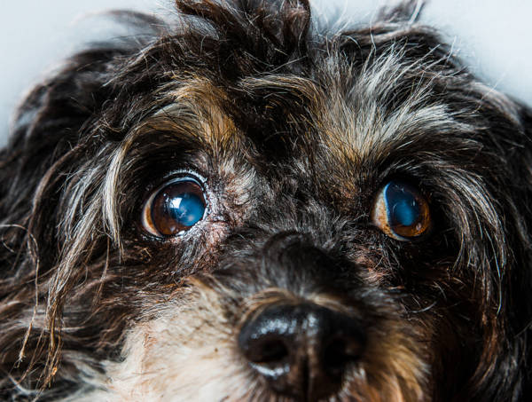 glaucoma, eyes issues and hair loss around the eyes on dog