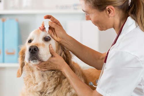 vet putting eye drops in golden retriever's left eye