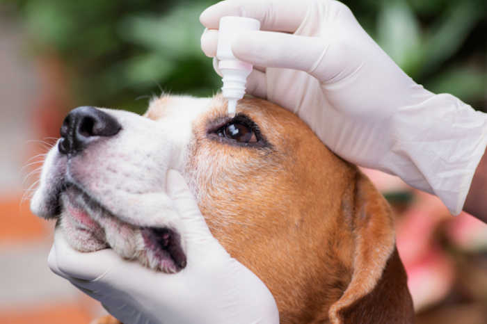 veterinary eye drops