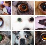 9 Types of Spots on Dog Eyes [With Pictures & Vet Advice]