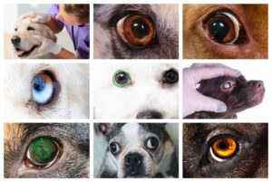 9 Types of Spots on Dog Eyes [With Pictures & Vet Advice]