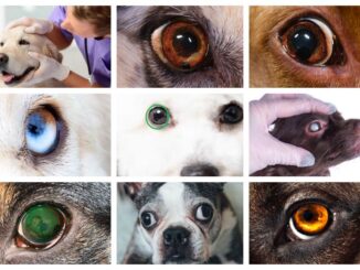 collage of pictures showing spots on dog eyes