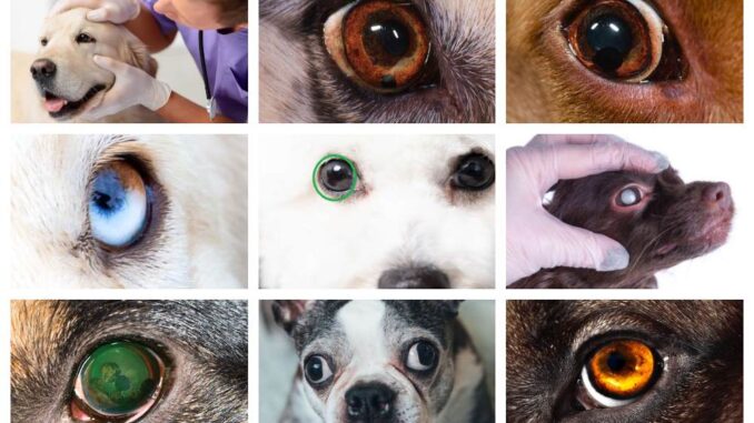 collage of pictures showing spots on dog eyes