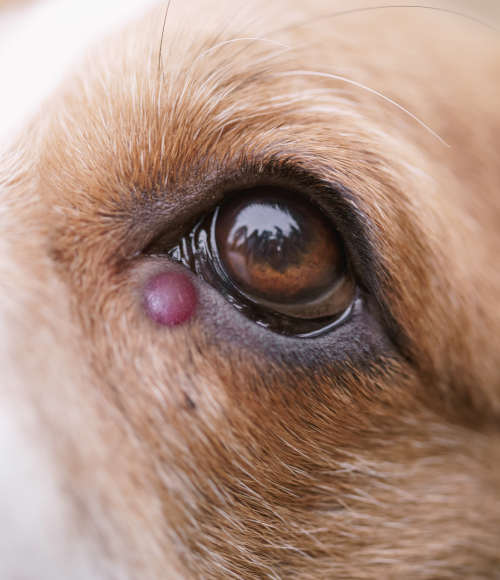 large red stye on a dog's eyelid