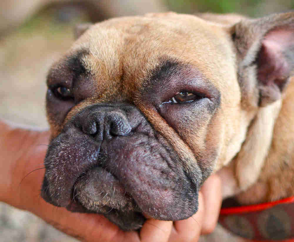 swollen eyes in dog potentially due to allergies