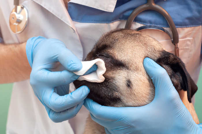 veterinarian wipes the eye of a pug with a cloth