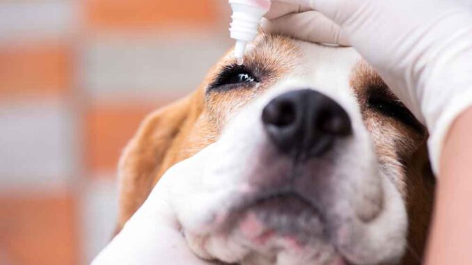 dog getting eye drops