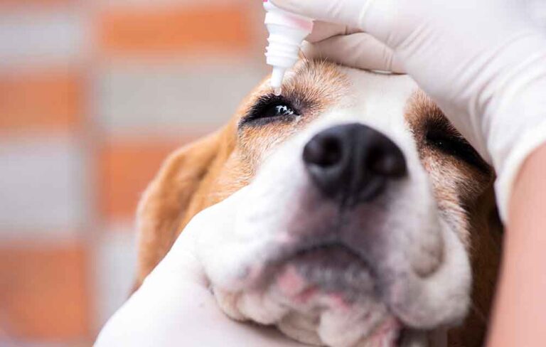 How to Treat Dog Eye Infections at Home, According to a Vet
