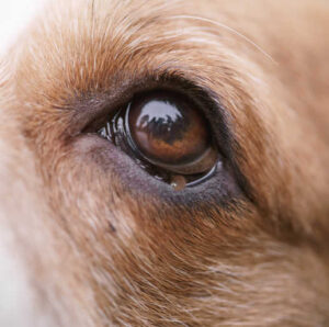 9 Lumps Often Found on Dog's Eyes [Photo Gallery]