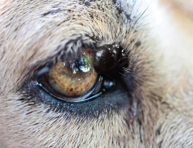 Black skin tag 2024 on dog's eyelid