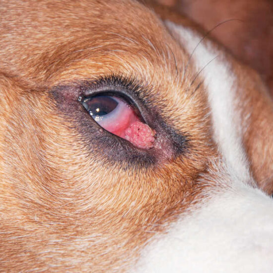 red wart on dog's eye