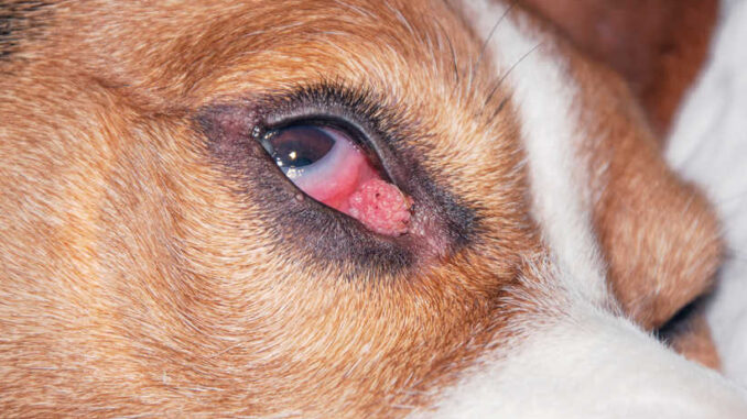 red wart on dog's eye