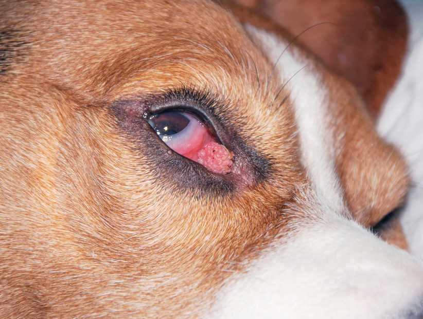 light red wart on dog's eye