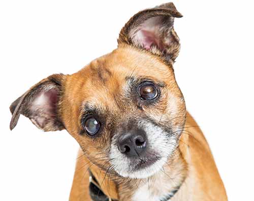 senior dog eyes with cataract