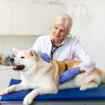 Dog Vaginal Prolapse: FAQ With Our Veterinarian Dr. Liz Guise