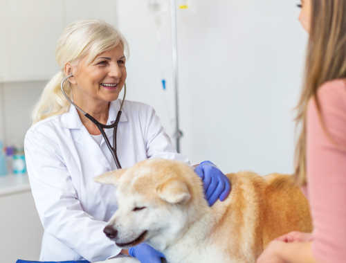 veterinarian woman helping dog and talking to owner