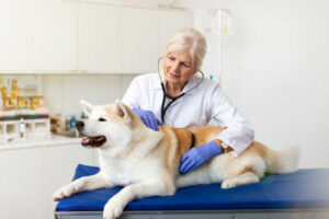Dog Vaginal Prolapse: FAQ With Our Veterinarian Dr. Liz Guise