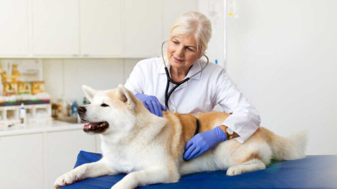 Veterinarian with dog