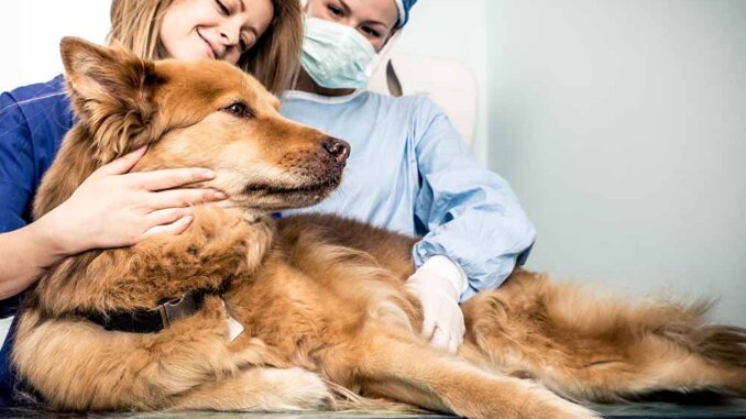 dog at the vet