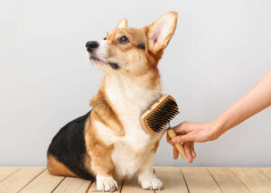30 Small, Short-Hair Dogs (Under 30lbs) That Require Minimal Upkeep