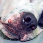 wart on the muzzle of a dog