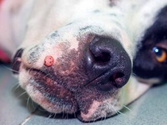 wart on the muzzle of a dog